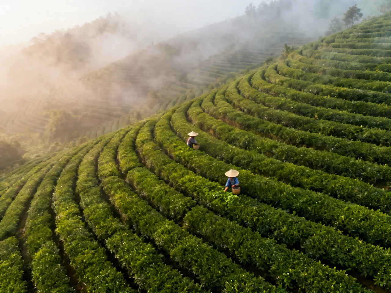 中国饮品文化:从功夫茶到网红奶茶