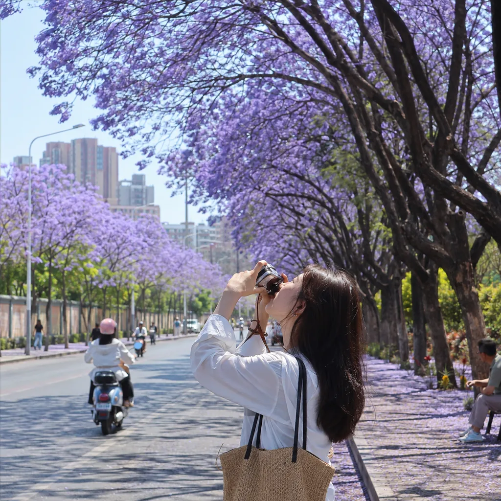 昆明蓝花楹城市漫步:把春天走成一条紫色街巷