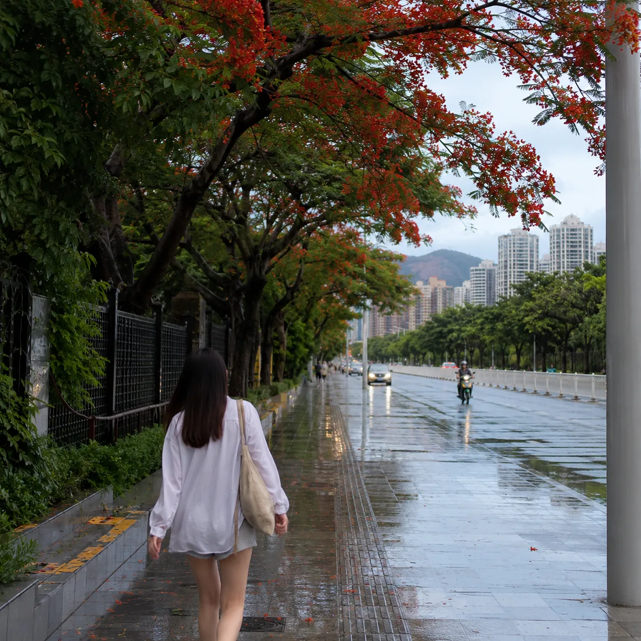 珠海雨停以后，凤凰木下那条不着急的路比海景更先留住人