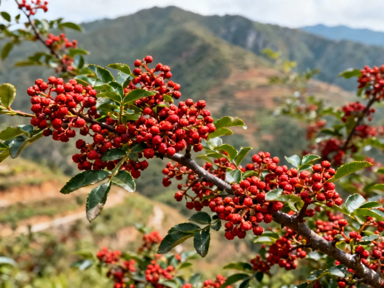 花椒档案：一个植物学者眼中的四川味觉地图