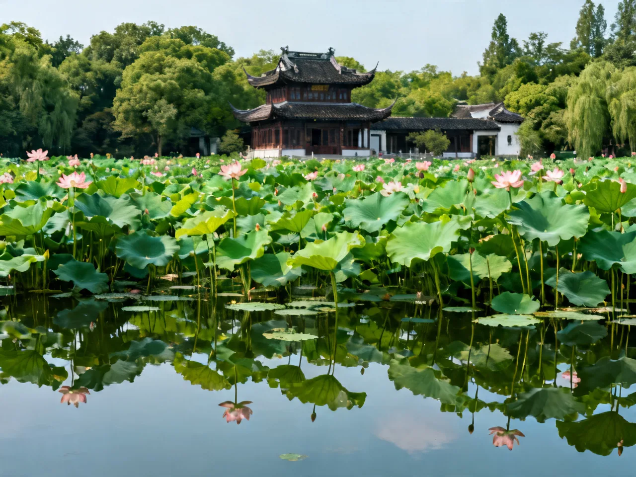 六月荷花观赏地全国推荐