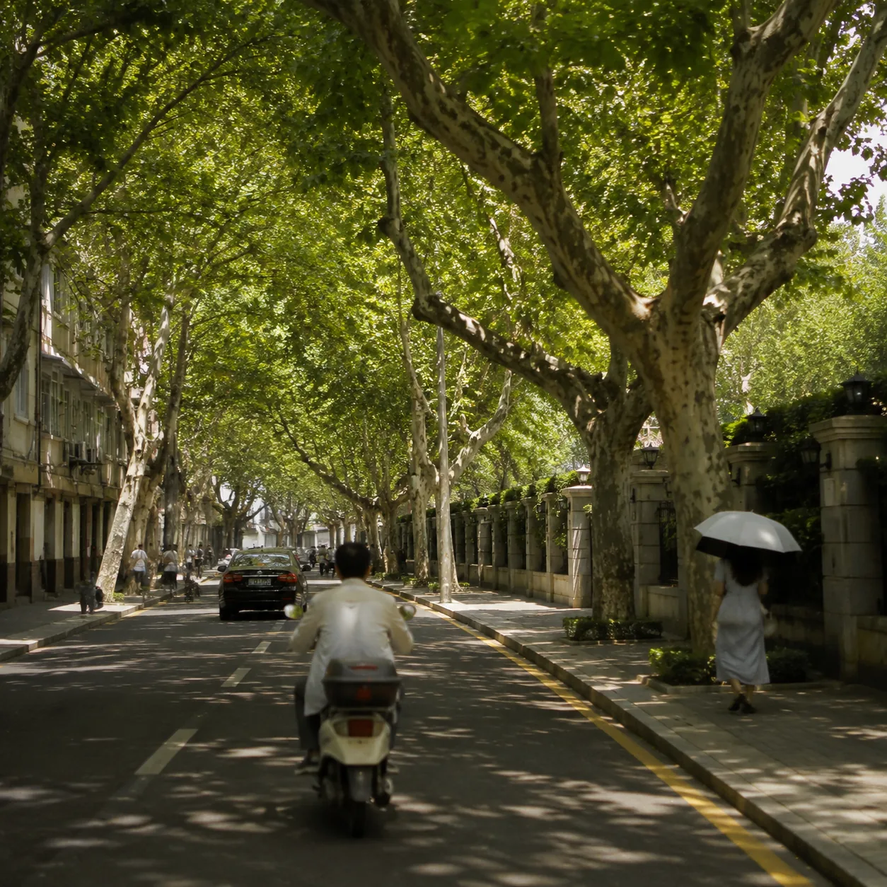 Under Nanjing’s Plane Trees, I Learned City Memory Is Not a Slogan